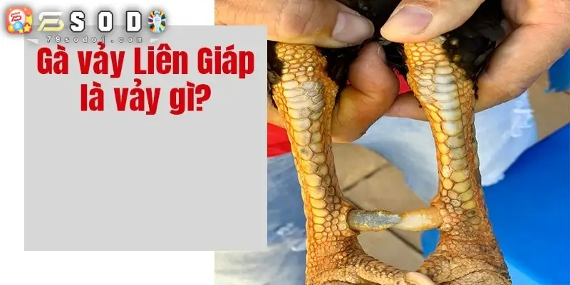 Vảy liên giáp là gì?