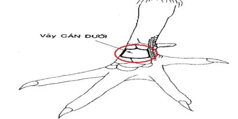 Vảy nằm chủ yếu ở quanh cựa